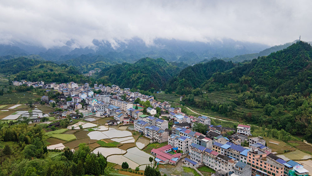 黨旗在基層一線高高飄揚(yáng)｜昔日“空殼村” 今日茶飄香